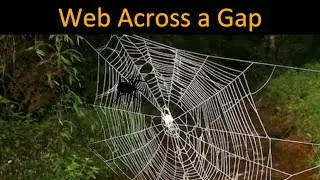 How do spiders spin webs across LONG DISTANCES?