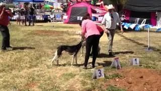 Triple CACIB show Israel - Day III - Salukis