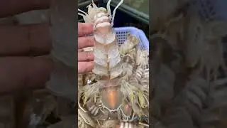 Mantis shrimp #shorts