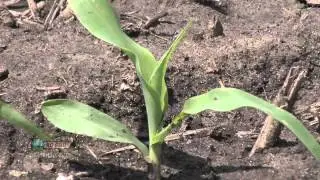 Farm Basics - Corn Growth Stages 