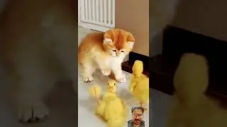 cute cat and little duck💞 