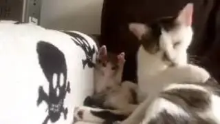 Annesini taklit eden yavru kedi