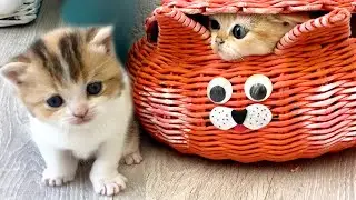 Kitten Mosya plays hide and seek with her younger sister