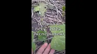 Огород в лесу.  Эксперимент 2024. Experimental vegetable garden in the forest
