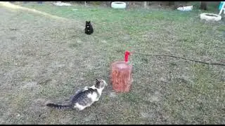 Tumbling cat 😹
