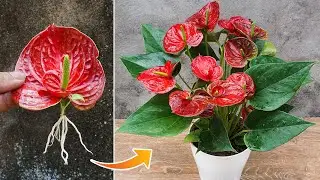 Simple method of propagating anthurium with flower branches