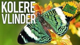 Het Knusse Knutselhoekje - S2 Afl. 6 - KOLERE Vlinder