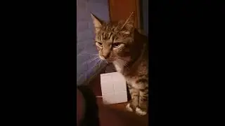 5am + Cat =