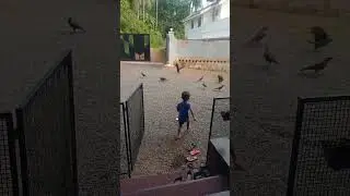 ഒരു കാക്കയേയും വെറുതെ വിടൂല.🤭.#shorts #funny