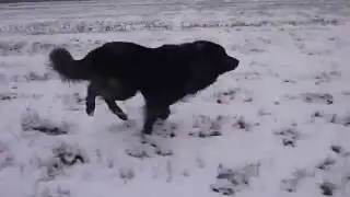 Зимняя прогулка  Метатрона