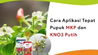 Waktu yang Tepat Gunakan Pupuk MKP dan KNO3 Putih, Agar Terhindar dari Kerontokan Bunga