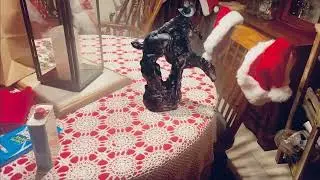 Rodeo Man Statue Comes to Life