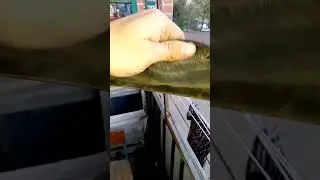 Покрышка за 800₽