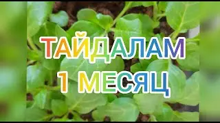 Пикировка ампелей. Тайдалам месяц от посева.