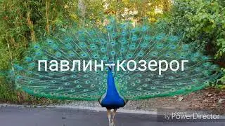 Горазкоп какая ты птица(заказ от чары кэт)