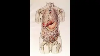 Anatomy : The Esophagus