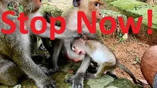 Oh No Pity baby Brutus Jr get by Dolly do very bad , why Dolly Do like that on baby?