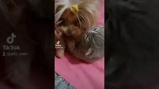 бой котенка с йоркшерским терьером, ржака