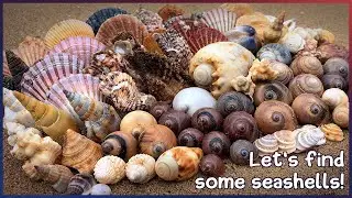 Finding Seashells at Low Tide | Baler Day on the Mud Flats at Hervey Bay 
