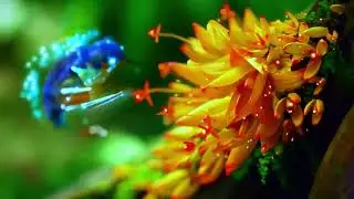 Backgorund Animasi 4K Video || By Neko Editz