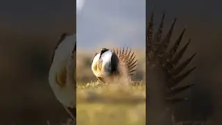 #birds #birdlife #animals #cuteanimals #wildanimals #animalvideos #animallover #animalfacts