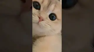 Hilarious Cursed Cat Videos! 😻🤣 