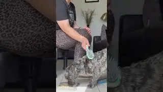 Trick Your Dog into Loving Brushing!