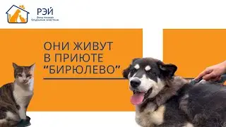 Знакомство с подопечными приюта «Бирюлёво»