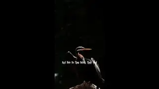 How Cormorants Expertly Hunt Fish and Other Prey
