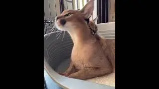 #Каракал