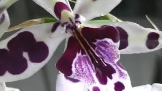 Камбрии уценки как себя чувствуют месяц спустя.....