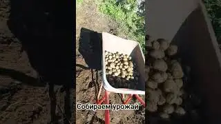 копаем картошку