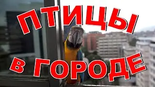 ПТИЦЫ В ГОРОДЕ Кто прилетает на кормушку? Кормушка для птиц своими руками Корм для птиц