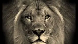 misty lion give thanks