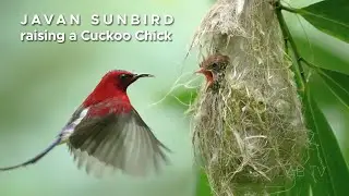 Javan Sunbird Raising a Cuckoo Chick - Sony a1 - Sony 200-600mm