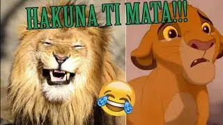 SIMBA quase assassina HAKUNA MATATA!!!