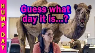 🐫 Guess what day it is?  It's Hump Day!  |  GEICO Hump Day Camel commercial 🐫