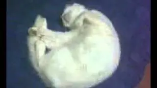 Gata dorminhoca