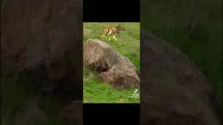 Baby kangaroo on the run for his life