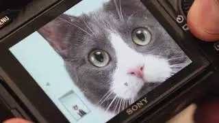 Sony Animal Eye Autofocus Edit 5