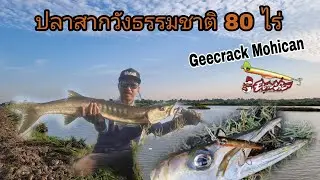 ปลาสากวัง 80 ไร่ Geecrack Mohican