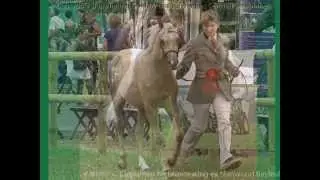 Copy of Carrwood Bronzewing Welsh Pony.wmv