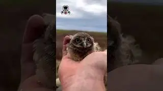 Animals transformation #viral #animalsofyoutube #shorts