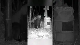 ВОТ КТО ОТВЕДАЛ ПОРОСЯЧЬЮ МОРДУ. #bear #фотоловушка #медведь