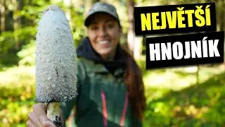 Obří hnojník obecný - léčivé účinky, záměna (Coprinus comatus)
