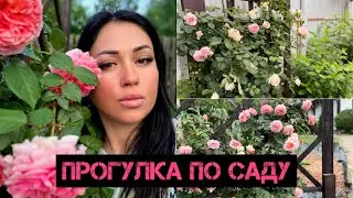 Прогулка по саду. Самые красивые розы. Болталка.