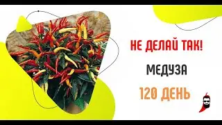 НЕ ДЕЛАЙТЕ ТАК! Медуза на 120 день