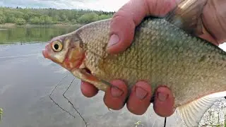 Large bream on a feeder|Fishing on the Western Dvina.