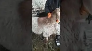 Кочкор сатылат 2 тиш бою 90см 50000 сом +996779602020