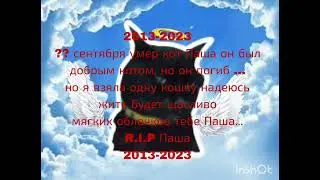 Умер кот Паша... многие видели его в старых видео...